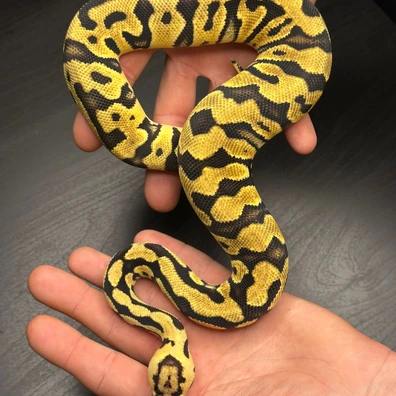 Pastel Enchi Crypton Dh Hypo Dg 50% Het Pied Ball Python - female for sale from Future__royals