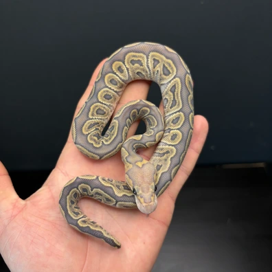 Ghi Hypo Clown Ball Python - female for sale from Future__royals