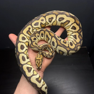 Hurricane Spotnose Clown Ball Python - male for sale from Future__royals