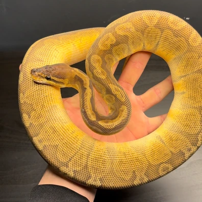 Sunset Ball Python - female for sale from Future__royals