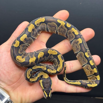 Ghi Het Hypo 66% Het Clown Ball Python - female for sale from Future__royals