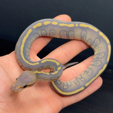 Chocolate Stranger Hypo Desertghost Ball Python - female for sale from Future__royals