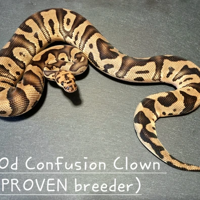 Od Confusion Clown Ball Python - male for sale from LucaDeSimone DreamingBallPython