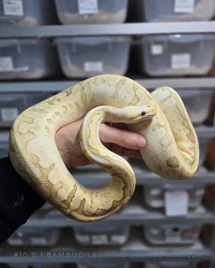 Bamboo Leopard Pastel Vanilla Ball Python by Lucy's 3D Reptile Lab