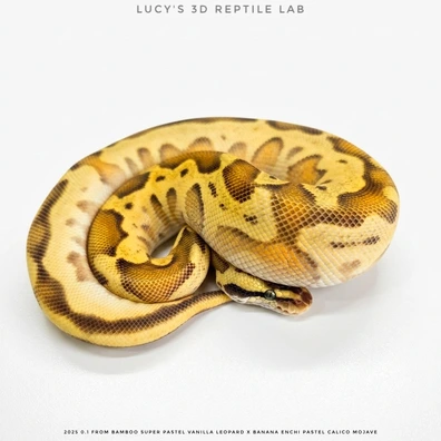 Enchi Leopard Mojave Pastel