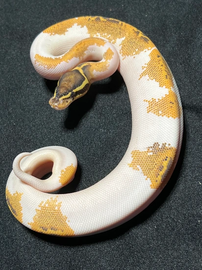 Ball Python Collection Appx $7000 CAD To Export To USA + Collection ...