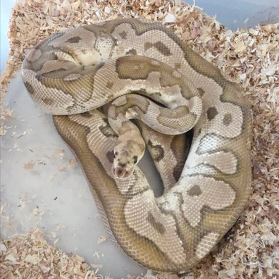 Clown Fire Het Pied Ball Python - female for sale from LuigiMoroniReptiles