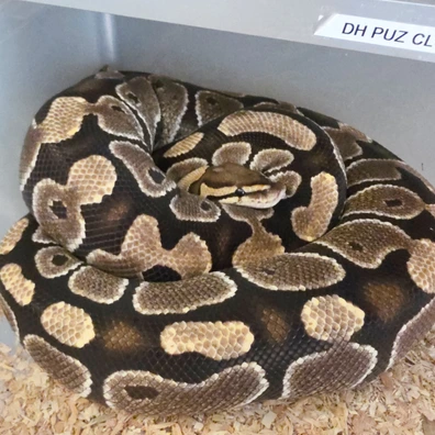 DH Puzzle/ Clown Possible Het Hypo Ball Python - female for sale from LuigiMoroniReptiles