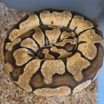 Pastel Enchi Th Puzzle/ Hypo/ Albino Ball Python - female for sale from LuigiMoroniReptiles