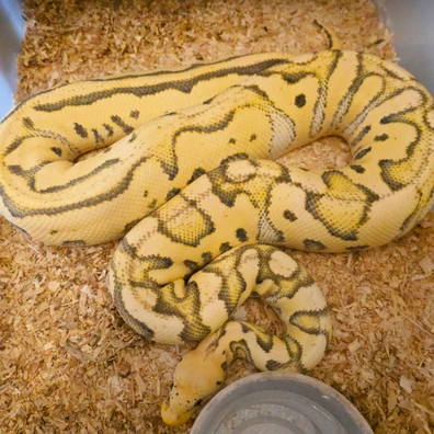 Desert Ghost Clown Pastel Ball Python - female for sale from LuigiMoroniReptiles