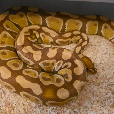 Ultramel Het Clown Ball Python - female for sale from LuigiMoroniReptiles