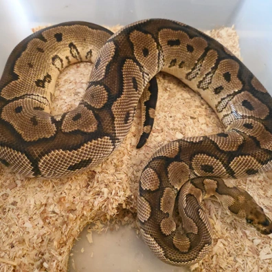 Clown YB Ball Python - female for sale from LuigiMoroniReptiles