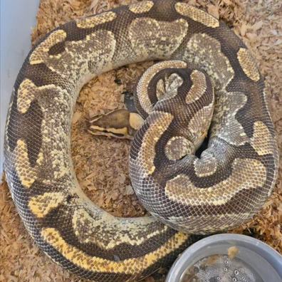 Enchi Fire Th Desert Ghost/ Pied/ Cryptic Ball Python - female for sale from LuigiMoroniReptiles