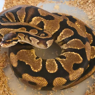 Orange Dream YB Dh Desert Ghost/ Pied Poss.het Cryptic Ball Python - female for sale from LuigiMoroniReptiles