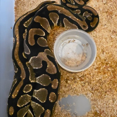 Orange Dream DH Desert Ghost/Pied Poss Het Cryptic Ball Python - female for sale from LuigiMoroniReptiles