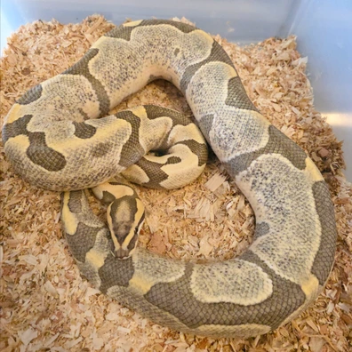 Desert Ghost Enchi Het Pied Ball Python - male for sale from LuigiMoroniReptiles