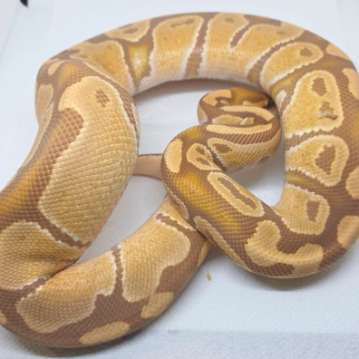 Ultramel Ball Python - female for sale from LuigiMoroniReptiles