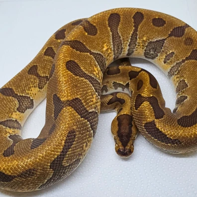Puzzle Super Enchi Het Hypo Ball Python - male for sale from LuigiMoroniReptiles