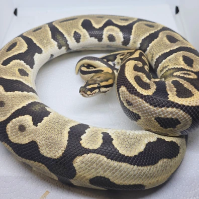 Desert Ghost Leopard Het Pied Poss Het Cryptic Ball Python - female for sale from LuigiMoroniReptiles