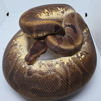 Hgw Enchi Yb Granite Fader Het Desert Ghost Ball Python - female for sale from LuigiMoroniReptiles