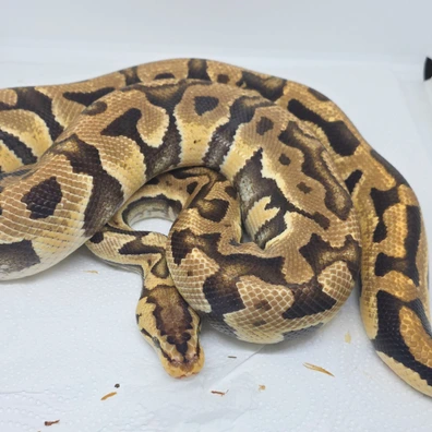Male Puzzle Pastel 66% Het Clown 50% Het Hypo Ball Python - male for sale from LuigiMoroniReptiles