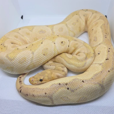 Clown Banana Poss Od And Yb Ball Python - female for sale from LuigiMoroniReptiles