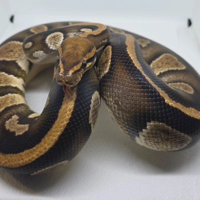 Stranger Dh Pied Hypo Poss Het Clown Ball Python - male for sale from LuigiMoroniReptiles