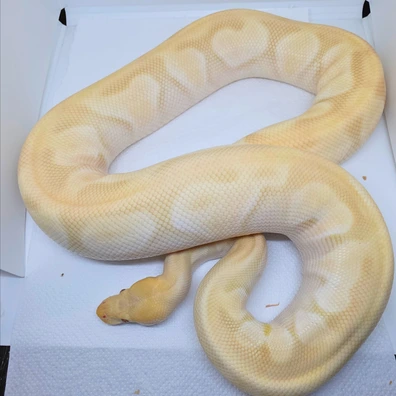 Candino Mochi Poss Het Pied Ball Python - female for sale from LuigiMoroniReptiles