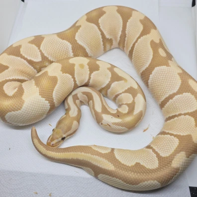 Candy 66% Het Pied Ball Python - female for sale from LuigiMoroniReptiles