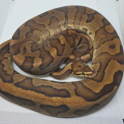Leopard Red Stripe Fire Het Clown Ball Python - female for sale from LuigiMoroniReptiles
