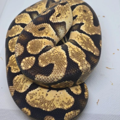 Pastel TH Puzzle/ Desert Ghost/ Hypo Ball Python - male for sale from LuigiMoroniReptiles