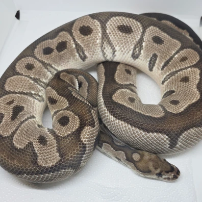 MALE Clown Axanthic Tsk Ball Python - male for sale from LuigiMoroniReptiles
