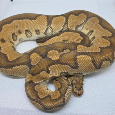 Clown Orange Dream Yb Ball Python - male for sale from LuigiMoroniReptiles