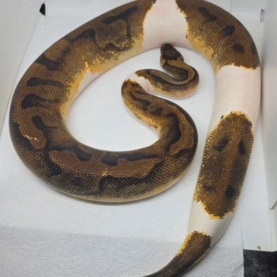 Pied Enchi Het Desert Ghost Poss Het Cryptic Ball Python - female for sale from LuigiMoroniReptiles