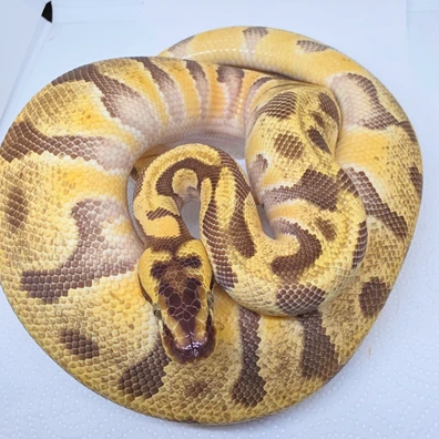 Super Enchi Pastel Orange Dream Het Puzzle Poss Het Hypo Ball Python - male for sale from LuigiMoroniReptiles