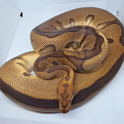 Clown Leopard Enchi Ball Python - female for sale from LuigiMoroniReptiles