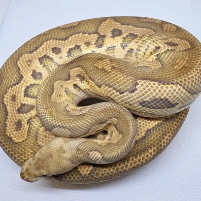 Clown Black Pastel Barnhart Line Fire Het Hypo Ball Python - male for sale from LuigiMoroniReptiles