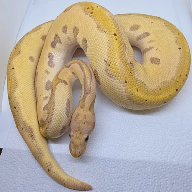 Clown Leopard Fire Banana Ball Python - unknown for sale from LuigiMoroniReptiles