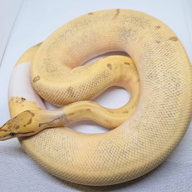 Desert Ghost Pied Enchi Pinstripe Ball Python - male for sale from LuigiMoroniReptiles