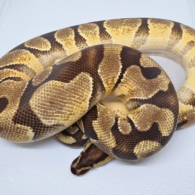 Orange Dream Enchi Yb Dh Dg / Clown Ball Python - male for sale from LuigiMoroniReptiles