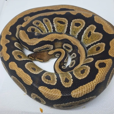 Cypress Het Clown Ball Python - male for sale from LuigiMoroniReptiles