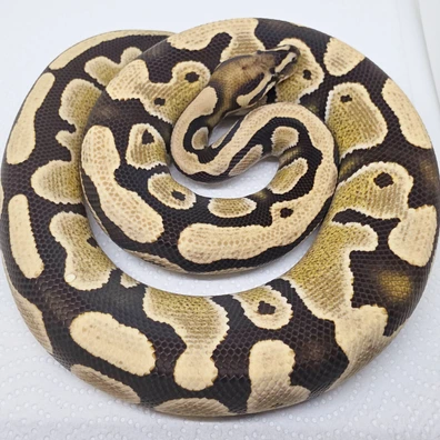 Desert Ghost Het Pied Poss Het Cryptic Ball Python - male for sale from LuigiMoroniReptiles