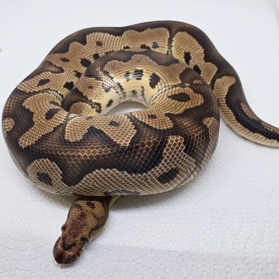 Clown Dh Hypo / Desert Ghost Ball Python - male for sale from LuigiMoroniReptiles