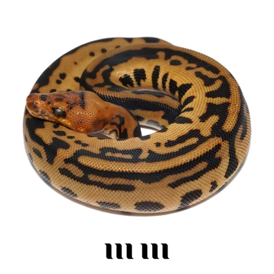 Wookie | Batman | Het Desert Ghost Ball Python - female for sale from M E T A M O R P H S
