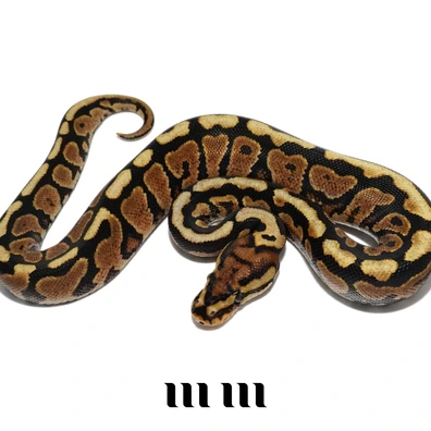 Gravel | Spotnose | Het Ultramel | Het Clown Ball Python - female for sale from M E T A M O R P H S