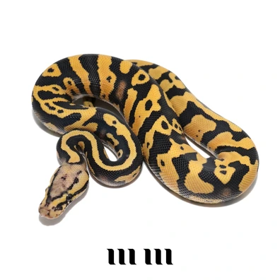 Pastel | Acid | Desert Ghost | Het Pied Ball Python - male for sale from M E T A M O R P H S