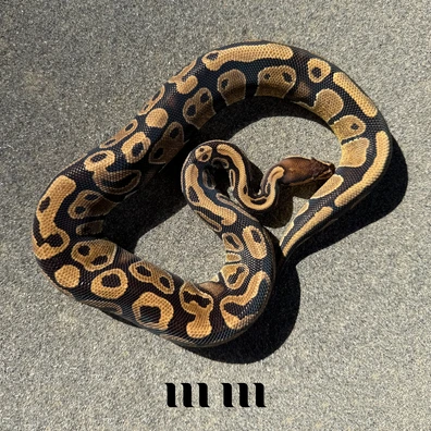 Het Tristripe | Het Ultramel | 66% Het G-Stripe Ball Python - female for sale from M E T A M O R P H S