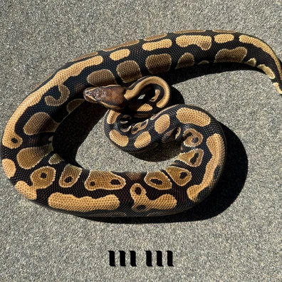 Het Tristripe | Het Ultramel | 66% Het G-Stripe Ball Python - female for sale from M E T A M O R P H S