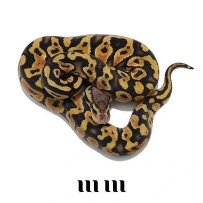 Pastel | Gravel | Het Desert Ghost | Het Clown - READY TO BREED Ball Python - female for sale from M E T A M O R P H S