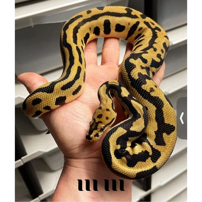 Leopard | Spotnose | Crypton | Het Desert Ghost - PROVEN BREEDER Ball Python - male for sale from M E T A M O R P H S